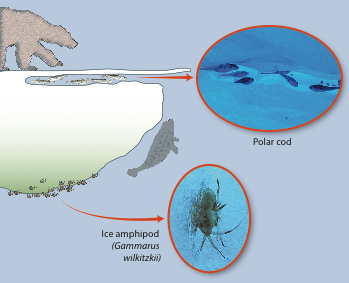 Amphipod foodweb
